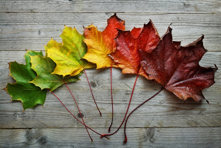 iStock-593330056[1]